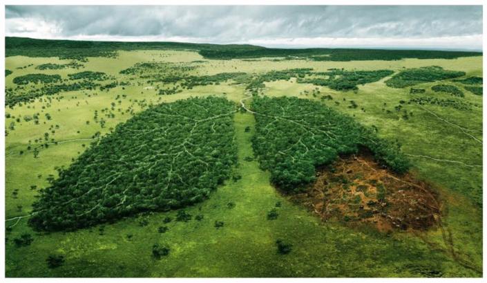 SWB - Lungs of the Earth.jpg