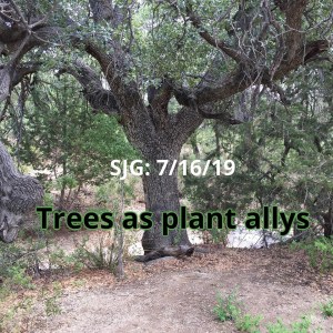2019-07-16 - Trees as plant allys